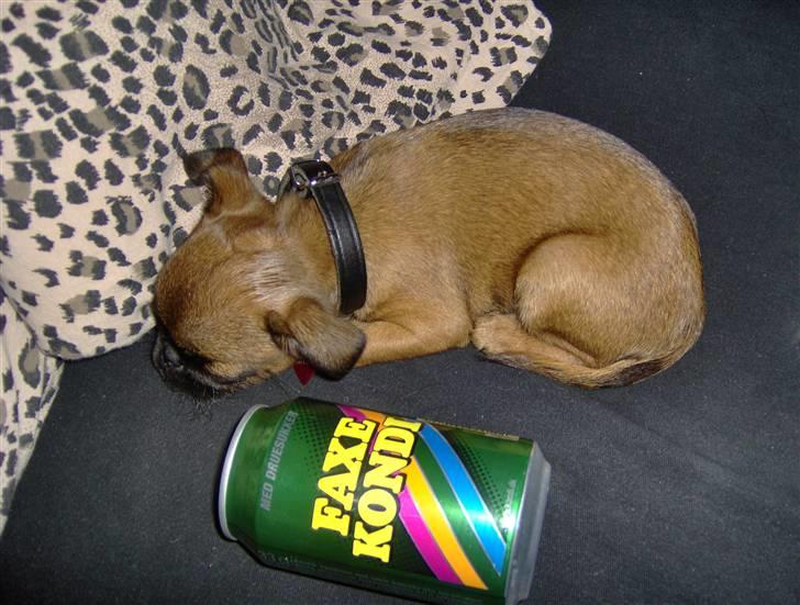 Griffon petit brabancon My R.I.P billede 7