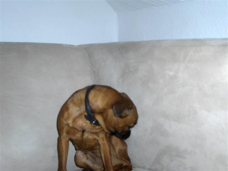 Griffon petit brabancon My R.I.P billede 8