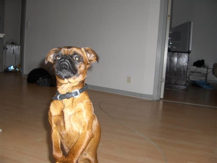 Griffon petit brabancon My R.I.P billede 9