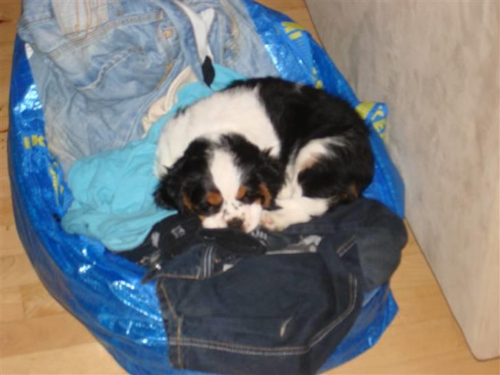 Cavalier king charles spaniel fønix billede 9