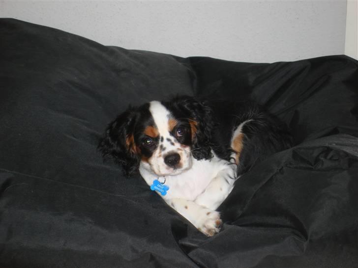 Cavalier king charles spaniel fønix billede 10