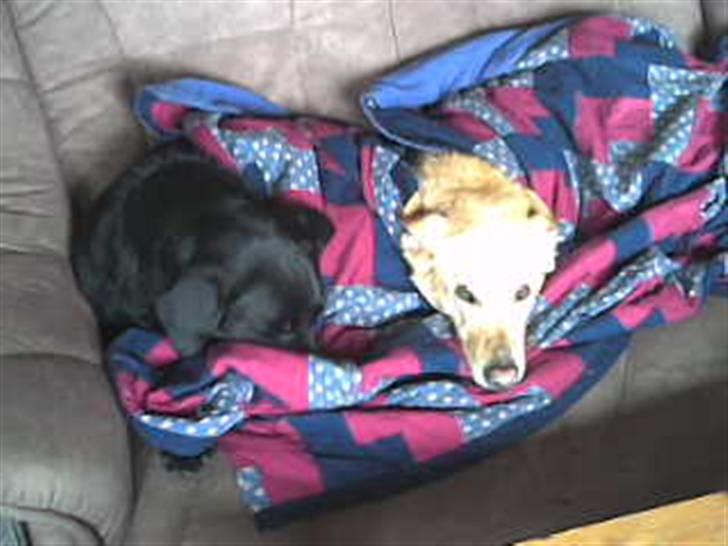 Blanding af racer Tessa *RIP* - Tessa og afdøde malou der ligger og putter. billede 2