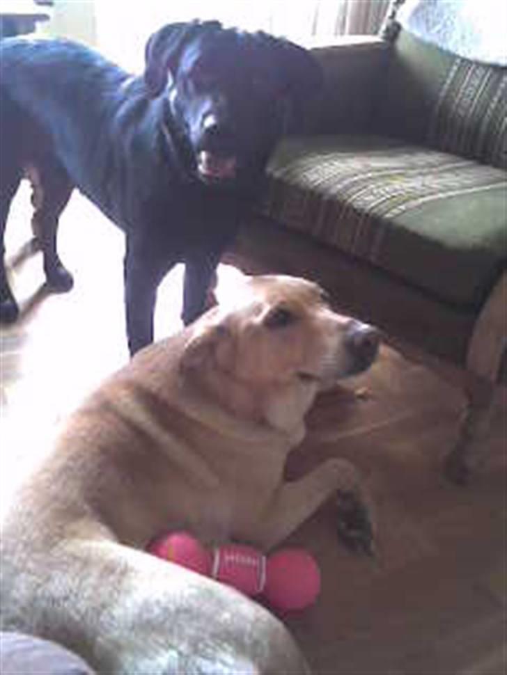 Blanding af racer Tessa *RIP* - Tessa overtog vi fra nogle andre, og hun havde på det tidspunkt ikke lært at andre hunde ikke var farlige, men det ved hun nu at de ikke er.. billede 3