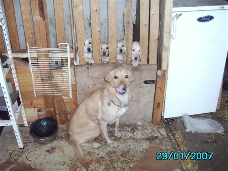 Blanding af racer Tessa *RIP* - tessa og hvalpene siger godmorgen før det går løs, der var gas på.. billede 4