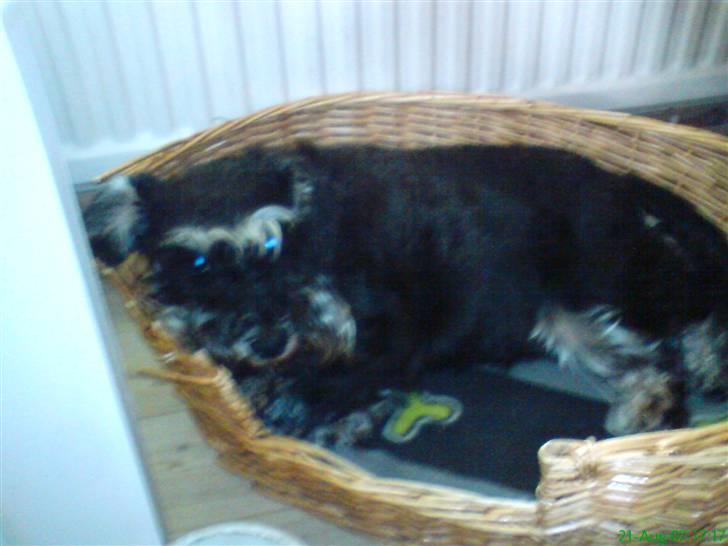 Dvaergschnauzer Petula - Nu ligger jeg altså lige og slapper af!! billede 5