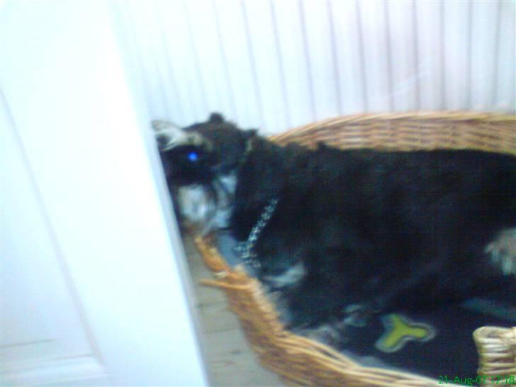 Dvaergschnauzer Petula - Lad mig være!! billede 6