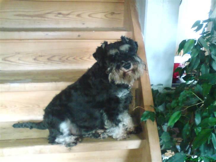 Dvaergschnauzer Petula - Jeg er den fødte model..hehe billede 7