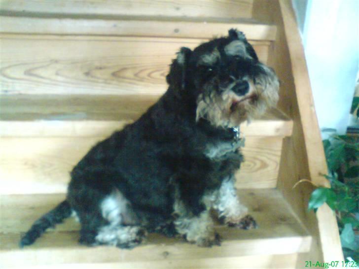 Dvaergschnauzer Petula - Er jeg ikk bare sød??? billede 8