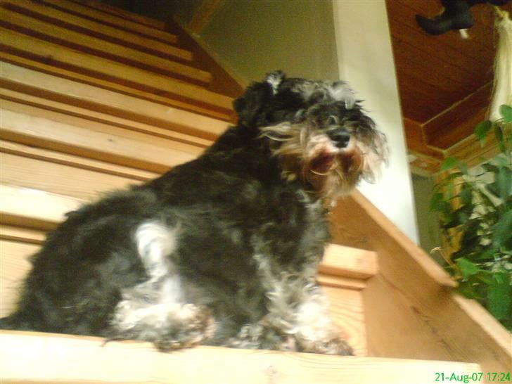 Dvaergschnauzer Petula - Du kommer ikke forbi mig! billede 9