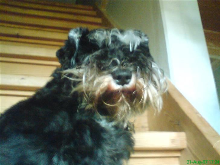 Dvaergschnauzer Petula - Nej du kommer stadig ikk forbi...HER VOGTER JEG!!! billede 10