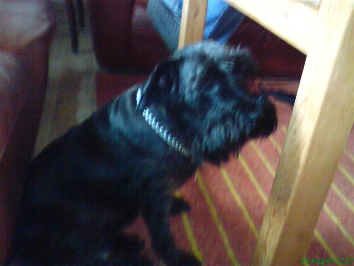 Dvaergschnauzer Daisy - Ligner jeg en der gider??? billede 5