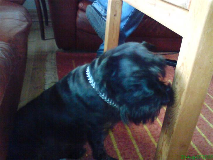 Dvaergschnauzer Daisy - Gider ikke!!! billede 6