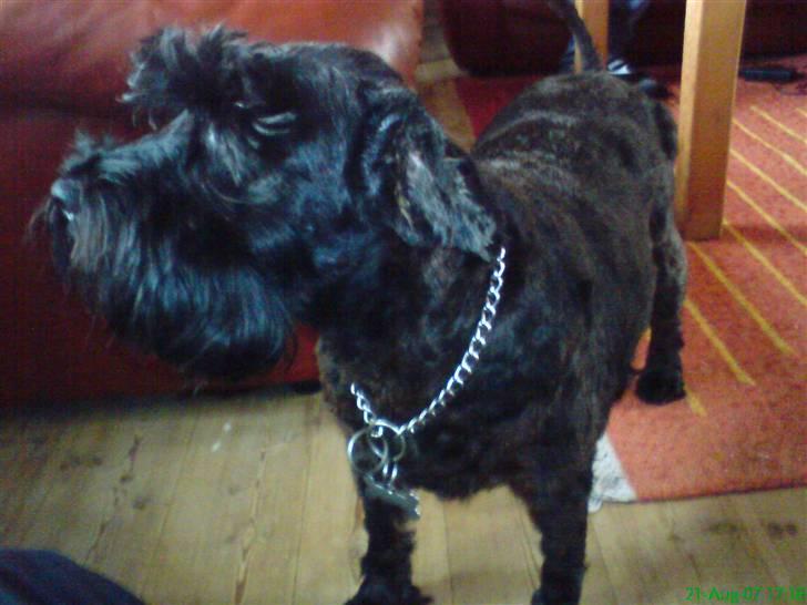 Dvaergschnauzer Daisy - Forstå det nu! billede 7