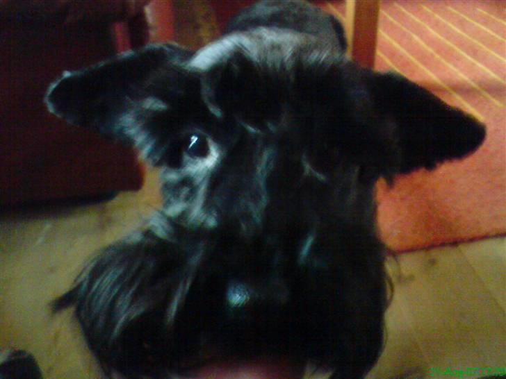 Dvaergschnauzer Daisy - Tilfreds nu??? billede 8