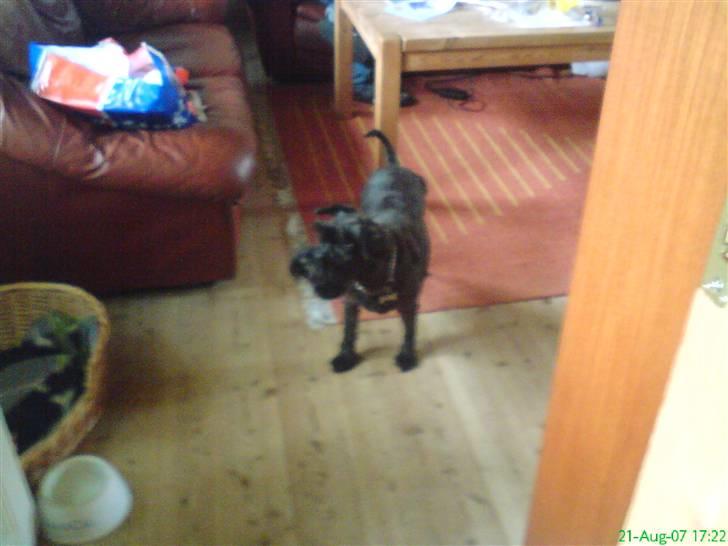 Dvaergschnauzer Daisy - Ja ja jeg ved godt jeg er dejlig... billede 9