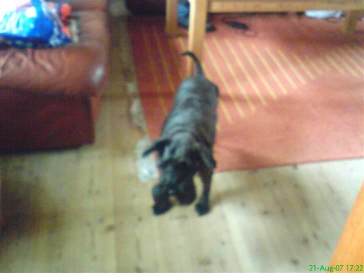 Dvaergschnauzer Daisy - Stadig smuk og dejlig...hehe billede 10