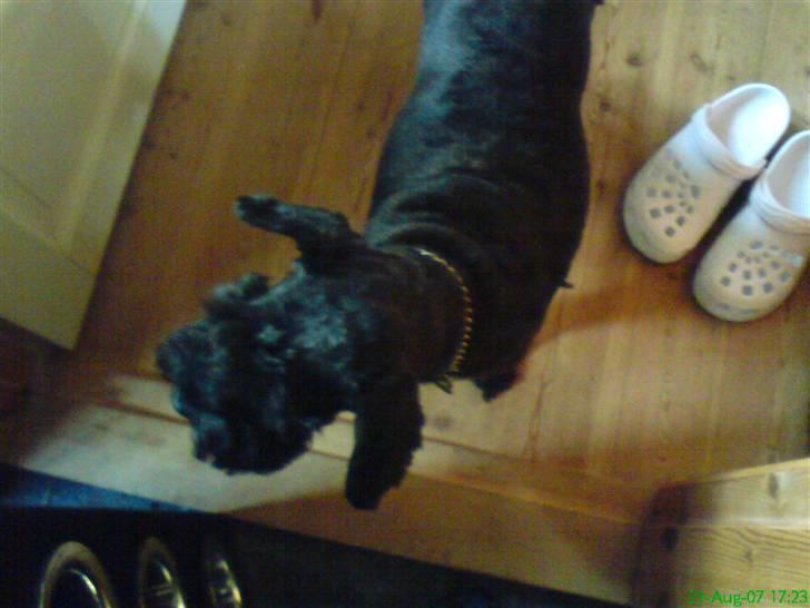 Dvaergschnauzer Daisy - Du skal ikke komme for tæt... billede 11