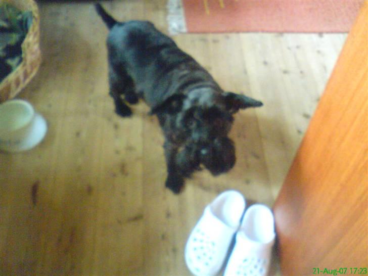 Dvaergschnauzer Daisy - Jeg passer på min mors træsko!! billede 12