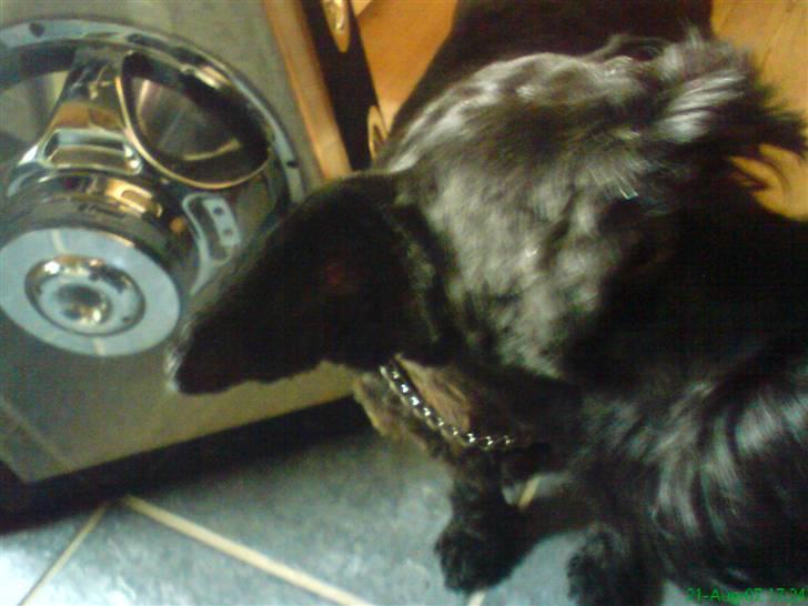 Dvaergschnauzer Daisy - Ska altså lige kigge på noget andet! billede 13