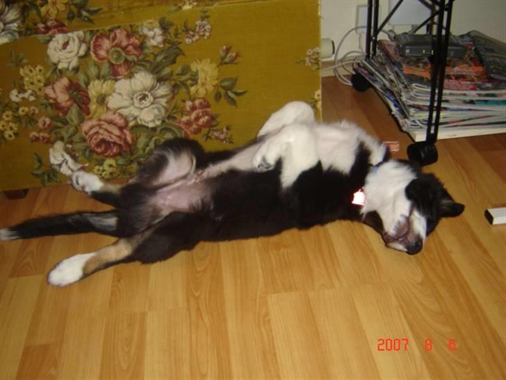 Border collie Collin billede 6