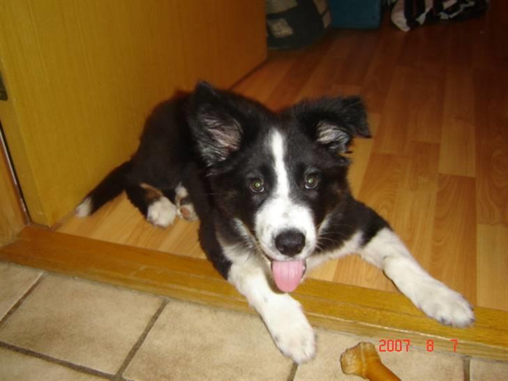 Border collie Collin billede 7