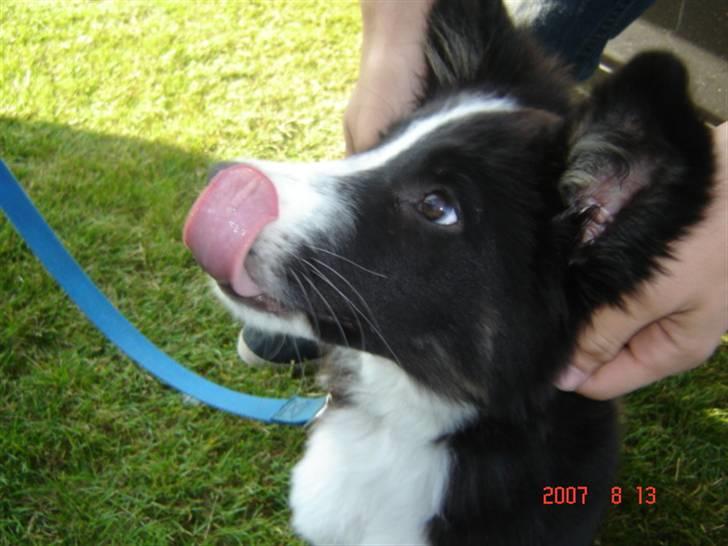 Border collie Collin billede 8