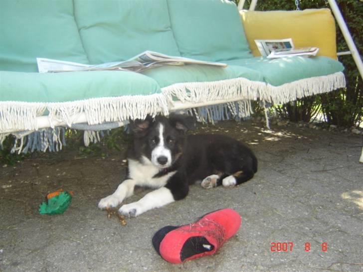 Border collie Collin billede 9