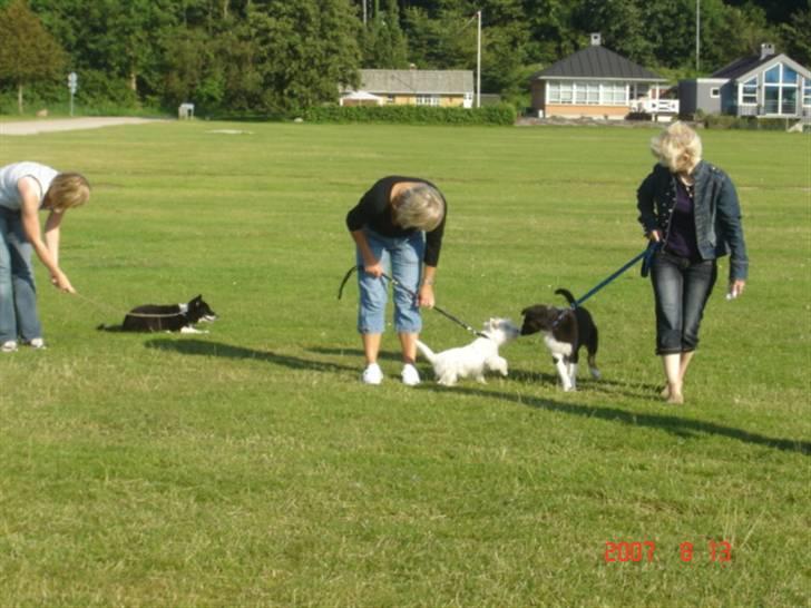 Border collie Collin billede 10