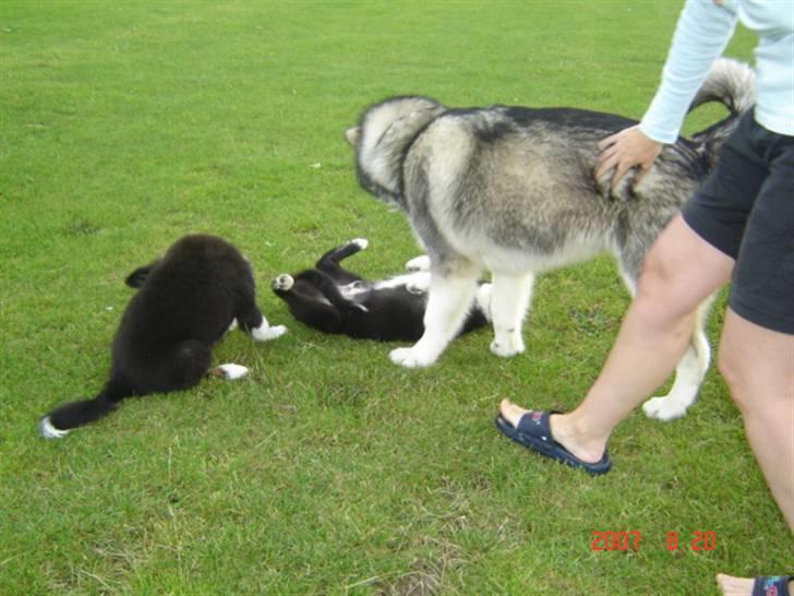 Border collie Collin billede 11