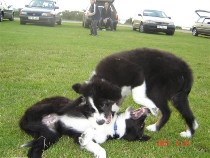 Border collie Collin billede 12