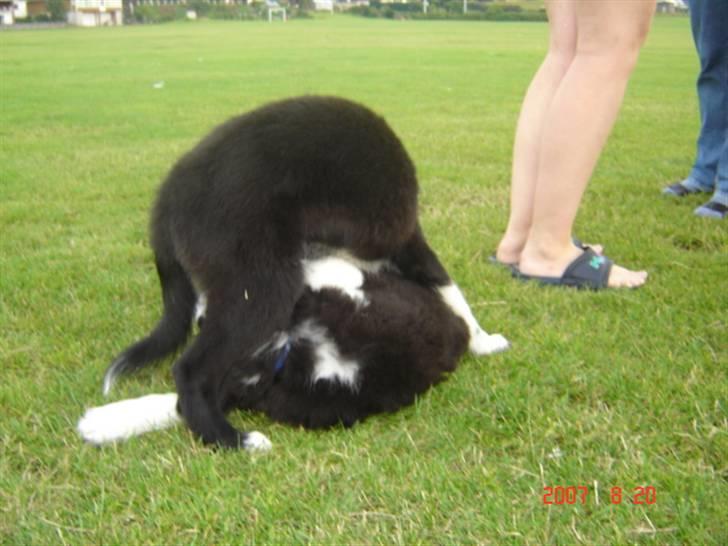 Border collie Collin billede 13