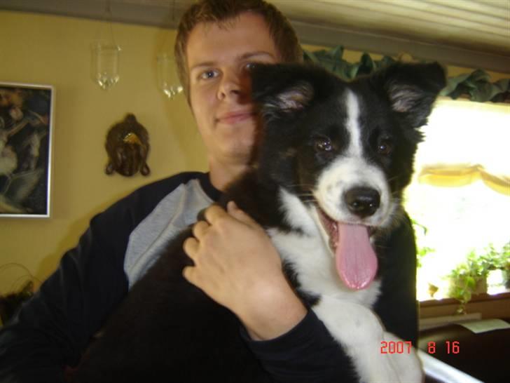 Border collie Collin billede 14