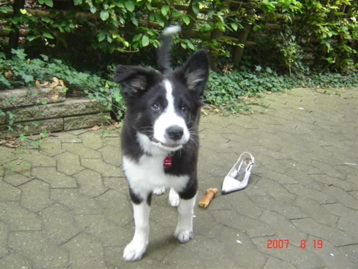 Border collie Collin billede 15