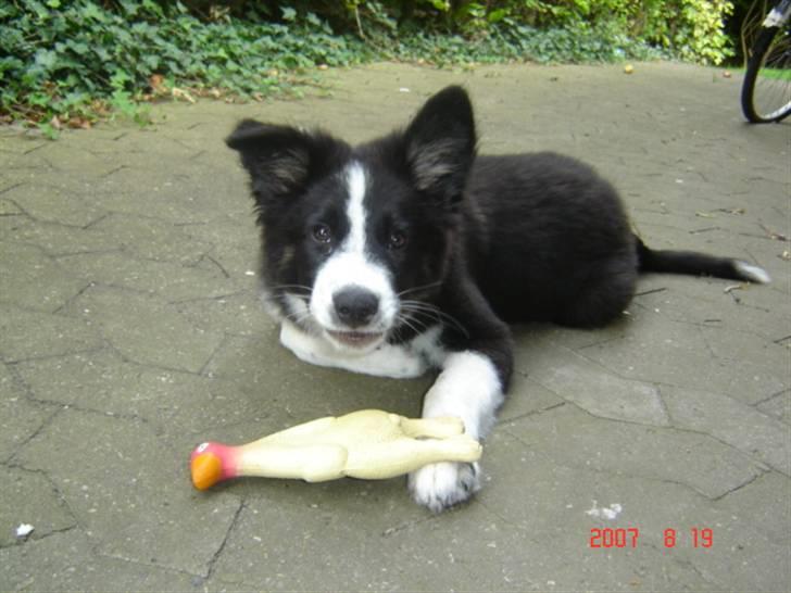 Border collie Collin billede 16
