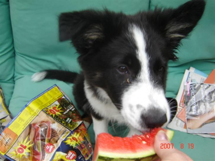 Border collie Collin billede 17