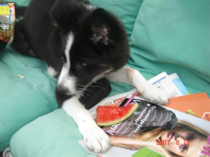 Border collie Collin -  endnu bedre... at spise vandmelon, mens man har hængesofaen og reklamebladene helt for sig selv billede 18