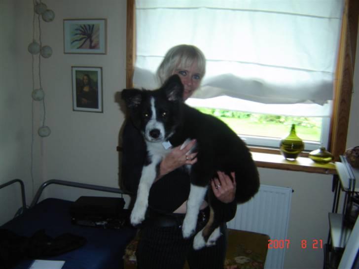 Border collie Collin - den lille hund, som nu er ved at væ en halvstor og tung hund ! billede 19