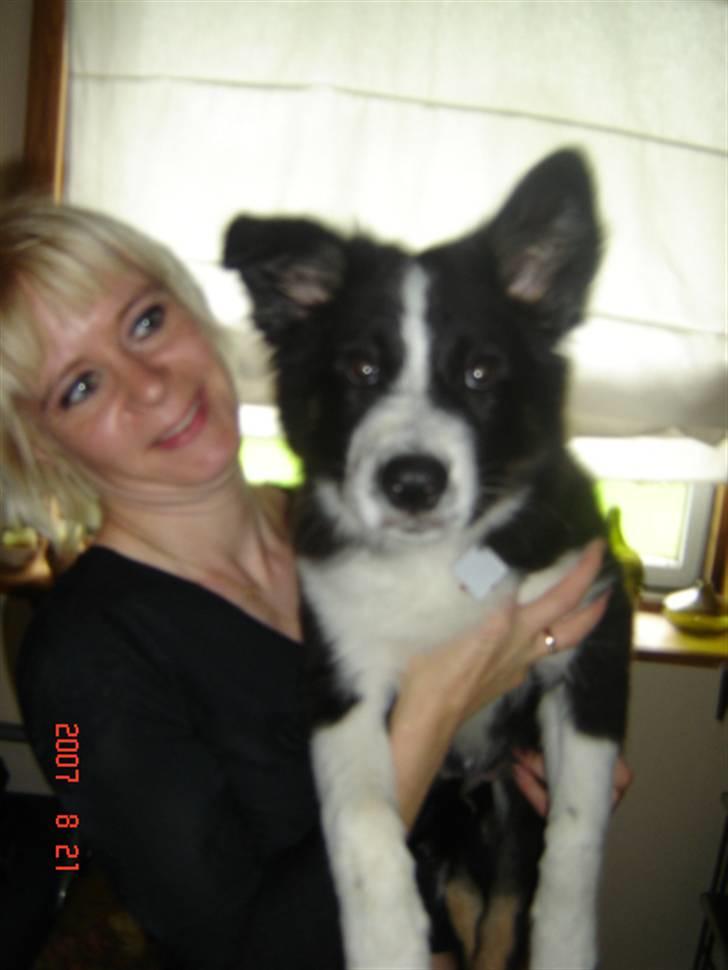 Border collie Collin billede 20