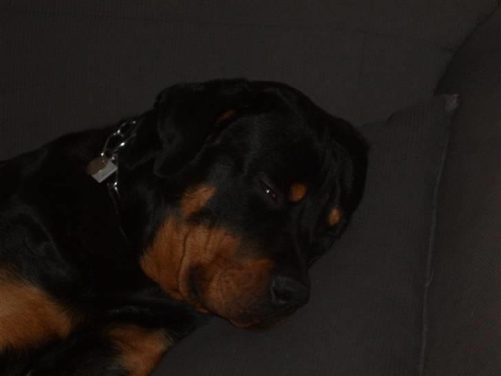 Rottweiler Cash billede 7