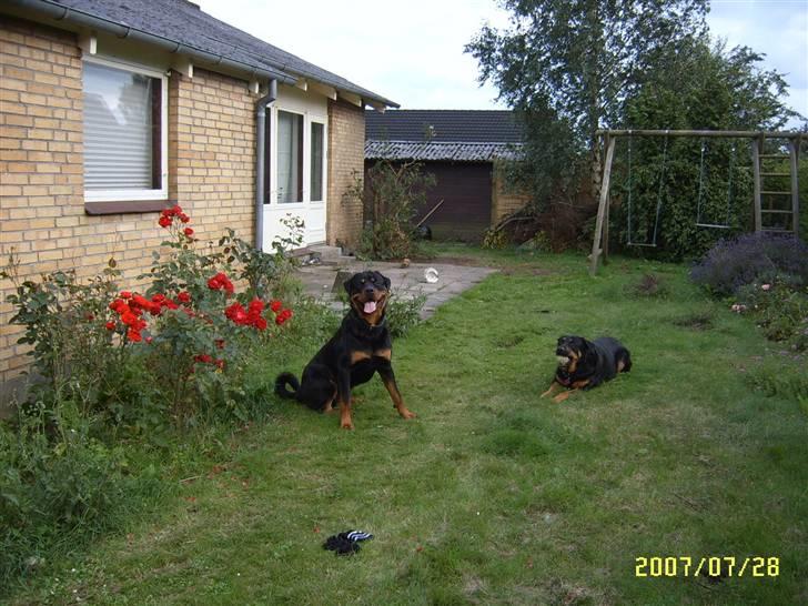 Rottweiler Cash billede 9