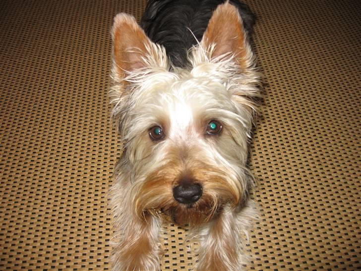 Australian silky terrier Anton - Velkommen til min side. billede 1