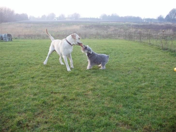 Dvaergschnauzer Walther - Walther giver aldrig op og heller ikke selvom det kan virke umuligt at vinde. billede 1
