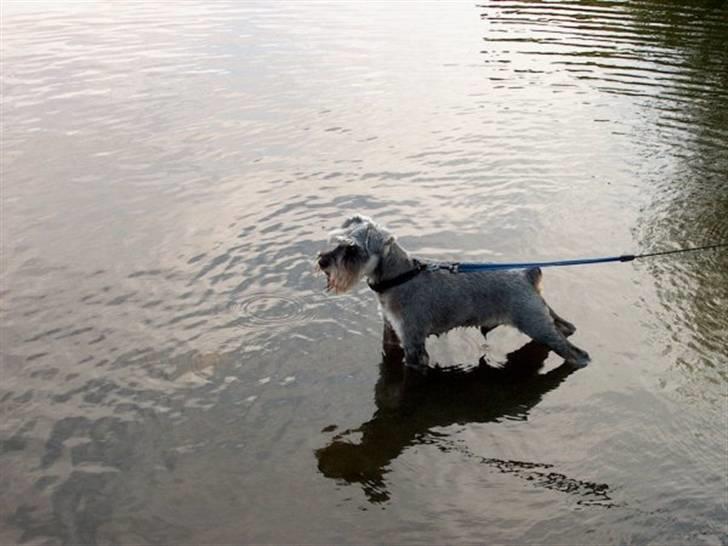 Dvaergschnauzer Walther - Her har Walther fået øje på en and... billede 2