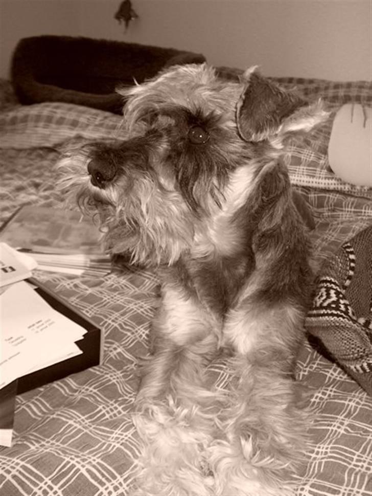 Dvaergschnauzer Walther - Walther i profil billede 3