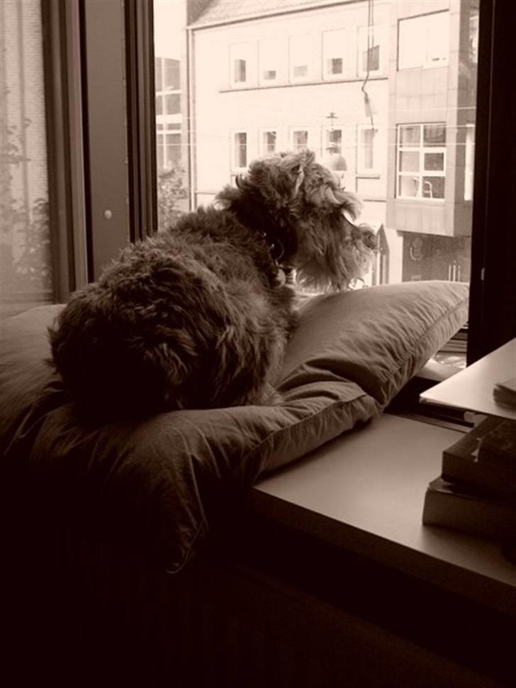Dvaergschnauzer Walther - Walther ligger i vindueskarmen i vores lejlighed i Kolding og kigger ned på det travle byliv. billede 4