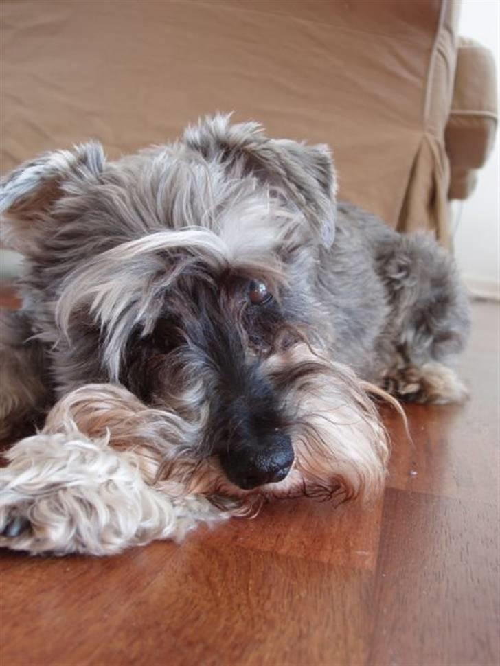 Dvaergschnauzer Walther - Billede taget i hundehøjde billede 5