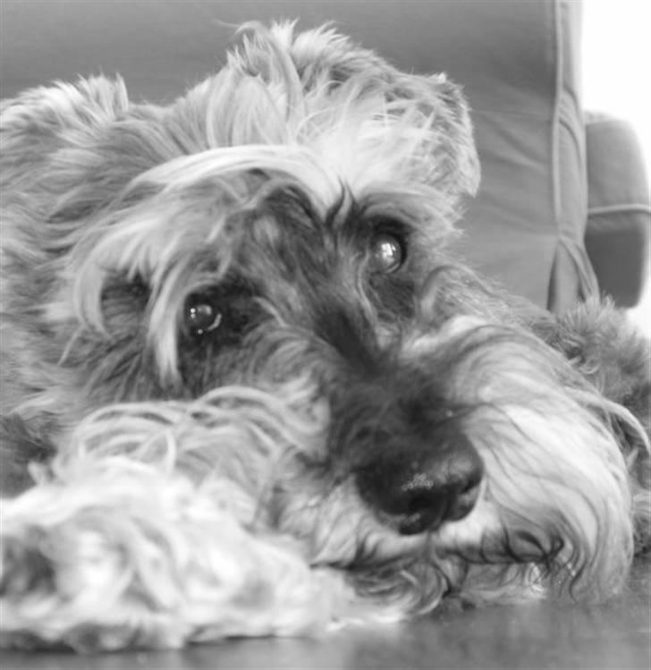 Dvaergschnauzer Walther - Vores yndlingsbillede af Walther, taget i hundehøjde. billede 6