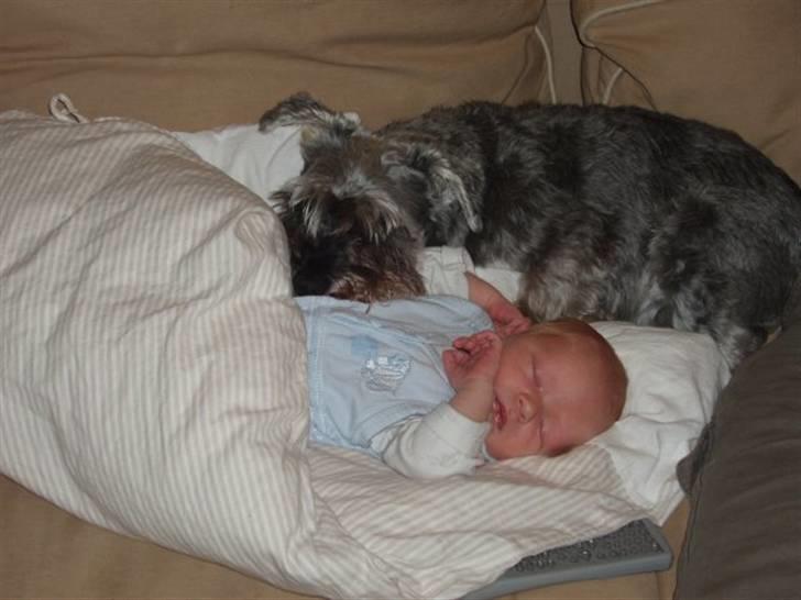 Dvaergschnauzer Walther - Walther er børnenes beskytter. Her passer han på vores søn. billede 7