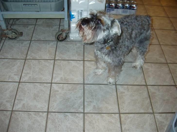 Dvaergschnauzer Walther - Walther er i køkkenet for at studere udvalget af mad. billede 8