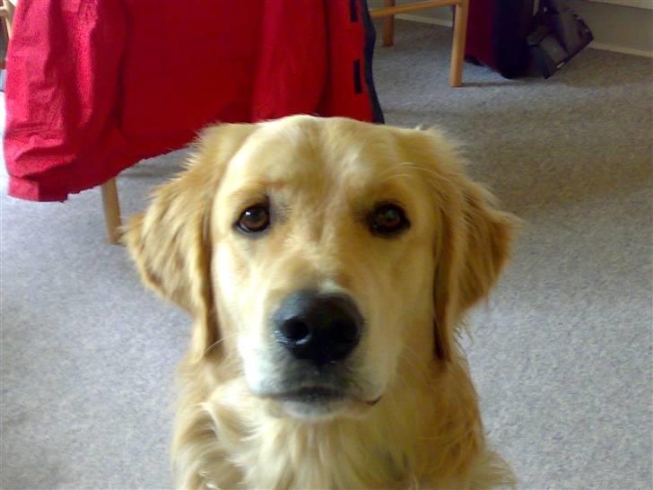 Golden retriever Tantor - Tigger ´aldrig´! ;-) Gg billede 14